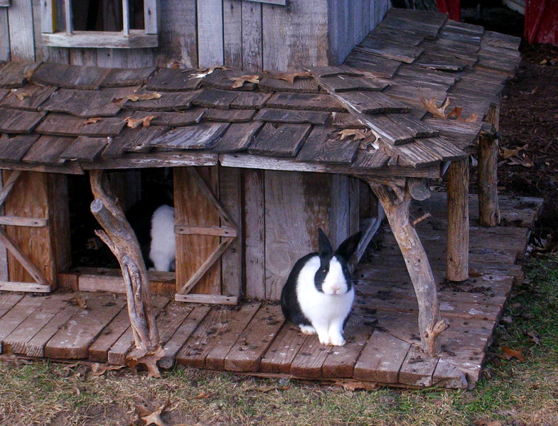 biggest rabbit hutch in the world
