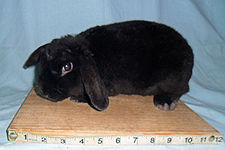 black plush rabbit