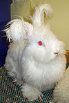 Rabbit breeds around the world - WabbitWiki Rabbit breeds around the world - WabbitWiki