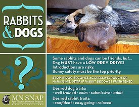 rabbits dogs relationships spay neuter assistance minnesota program sheet friends source info