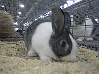 Rabbit breeds around the world - WabbitWiki Rabbit breeds around the world - WabbitWiki
