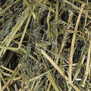 What animal species eat alfalfa hay?
