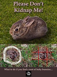 Wild rabbits - WabbitWiki