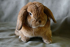 Rabbit Breeds Around The World WabbitWiki