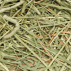 is alfalfa hay good for rabbits
