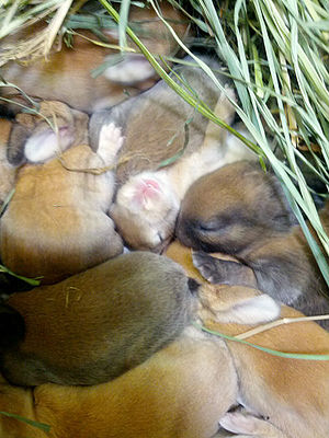 Baby Rabbit Feeding Chart