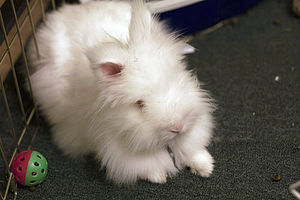 Angora and other long-haired rabbits - WabbitWiki
