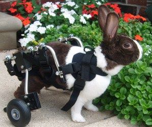 Special needs rabbits - WabbitWiki