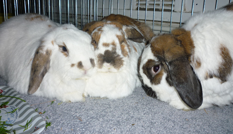 Story: Rabbit with broken jaw – healing without repair surgery - WabbitWiki