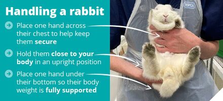 Baby rabbits (domestic) - WabbitWiki