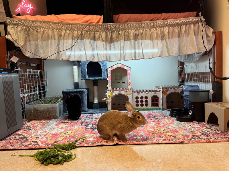 File:Under-the-bed-enclosure-2.jpg