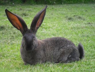 Rabbit breeds around the world - WabbitWiki