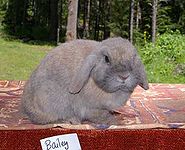 Rabbit breeds around the world - WabbitWiki