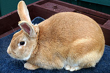 golden palomino rabbit