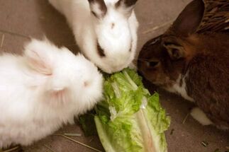 Diet - WabbitWiki