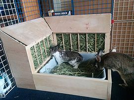 Hay - WabbitWiki