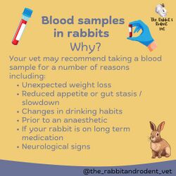 RabbitRodentVet-Blood3.jpg