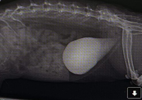 Bladder sludge and stones - WabbitWiki
