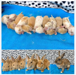 Breeding rabbits - WabbitWiki