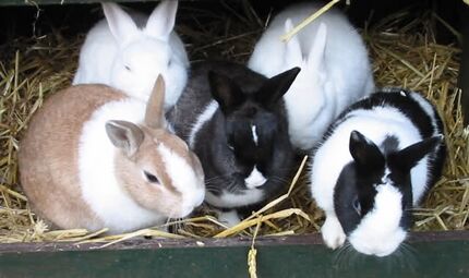 Rabbit coat genetics - WabbitWiki