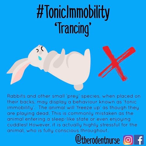 Trancing - WabbitWiki
