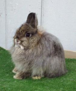 Rabbit breeds around the world - WabbitWiki