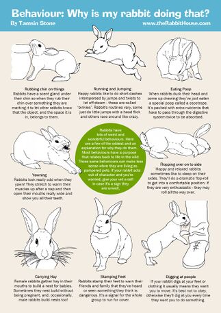 Understanding your rabbit - WabbitWiki