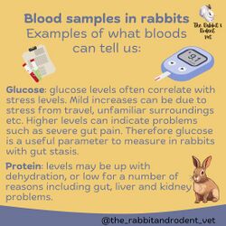 RabbitRodentVet-Blood6.jpg