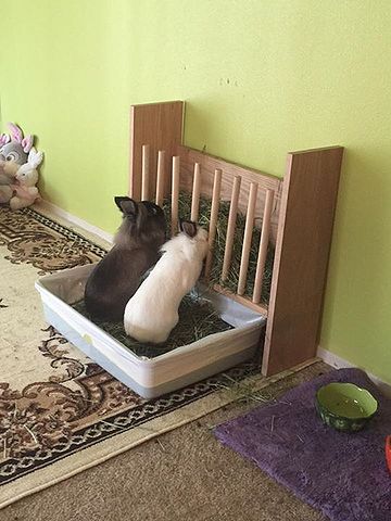 Hay - WabbitWiki