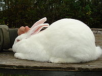 Rabbit breeds around the world - WabbitWiki