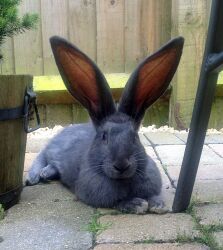 Rabbit breeds around the world - WabbitWiki