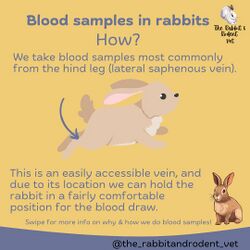 RabbitRodentVet-Blood1.jpg