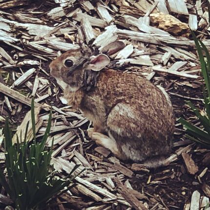 Papillomatosis - WabbitWiki