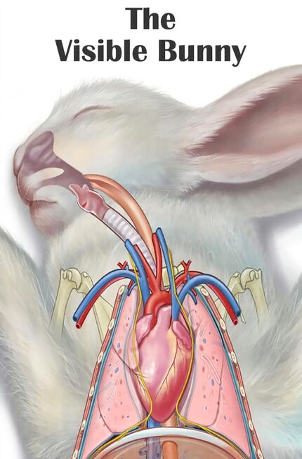 Basic biological data - WabbitWiki
