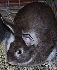 rabbit-breeds-around-the-world-wabbitwiki