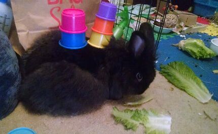 Toys and games - WabbitWiki