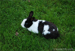 Rabbithabbit-vienna5.png