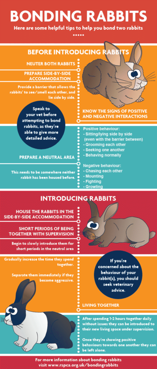 Bonding rabbits together - WabbitWiki