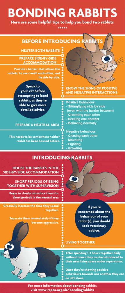 Bonding rabbits together - WabbitWiki