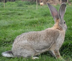 Rabbit breeds around the world - WabbitWiki