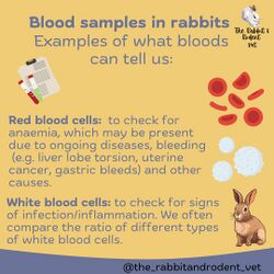 RabbitRodentVet-Blood4.jpg