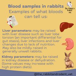 RabbitRodentVet-Blood5.jpg