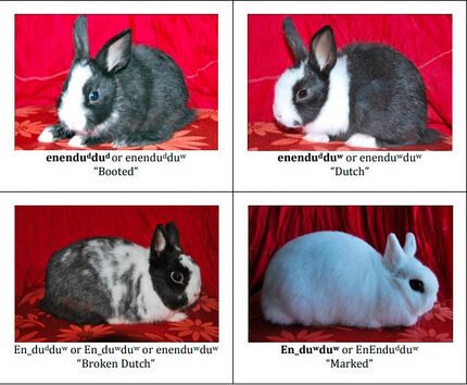 Rabbit coat genetics - WabbitWiki
