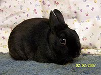 Rabbit breeds around the world - WabbitWiki