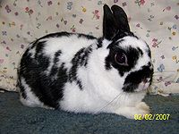 american polish rabbit