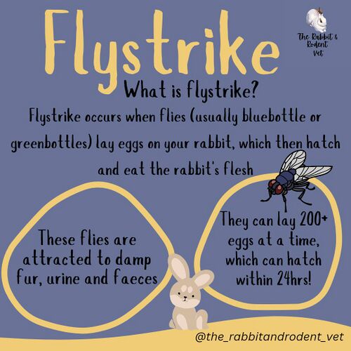 Flystrike - WabbitWiki