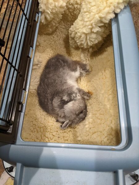 File:Sneakydragon headtilt squishy carrier.jpg