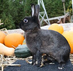 Rabbit breeds around the world - WabbitWiki