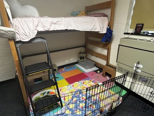 Rabbits in college - WabbitWiki