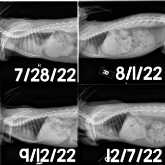 Thymoma - WabbitWiki